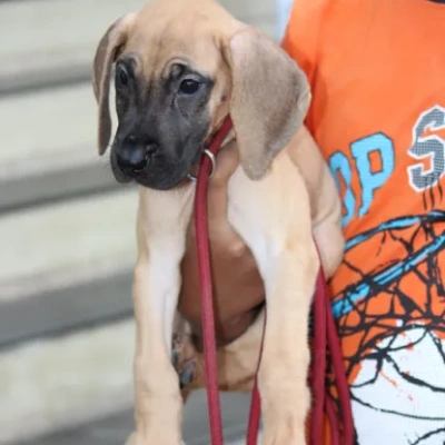 Great Dane Price in Noida | Great Dane Puppies for sale in Noida