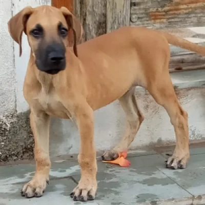 Great Dane Price in Noida | Great Dane Puppies for sale in Noida
