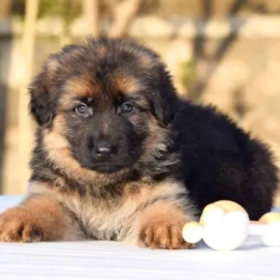 German Shepherd Price in Bangalore | German Shepherd Puppies for sale in Bangalore