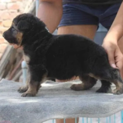 German Shepherd Price in Chennai | German Shepherd Puppies for sale in Chennai