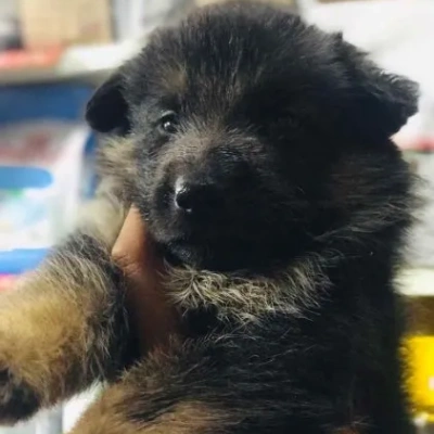 German Shepherd Price in Chennai | German Shepherd Puppies for sale in Chennai