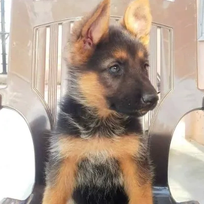 German Shepherd Price in Noida | German Shepherd Puppies for sale in Noida