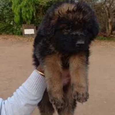 German Shepherd Price in Noida | German Shepherd Puppies for sale in Noida