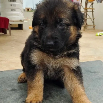 German Shepherd Price in Nashik | German Shepherd Puppies for sale in Nashik