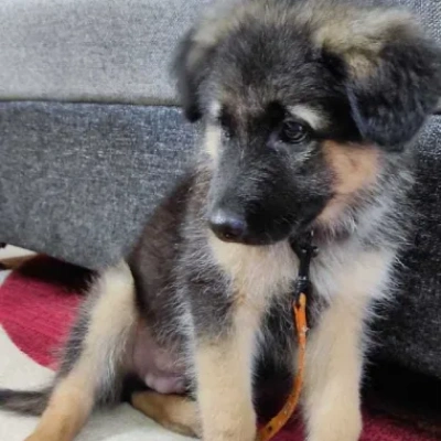 German Shepherd Price in Bangalore | German Shepherd Puppies for sale in Bangalore