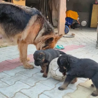 German Shepherd Price in Noida | German Shepherd Puppies for sale in Noida