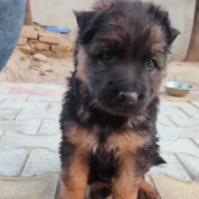 German Shepherd Price in Delhi | German Shepherd Puppies for sale in Delhi