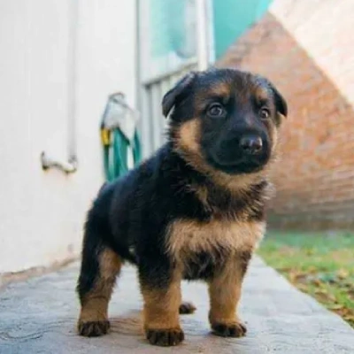 German Shepherd Price in Noida | German Shepherd Puppies for sale in Noida
