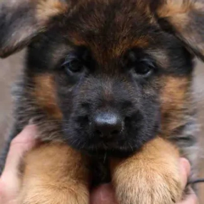 German Shepherd Price in Chennai | German Shepherd Puppies for sale in Chennai