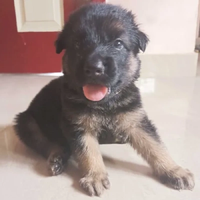 German Shepherd Price in Nashik | German Shepherd Puppies for sale in Nashik