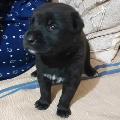 German Shepherd Price in Bangalore | German Shepherd Puppies for sale in Bangalore
