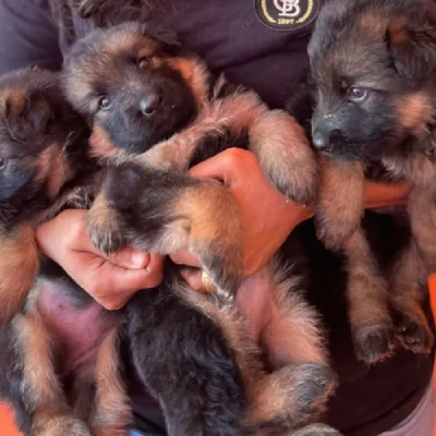 German Shepherd Price in Chennai | German Shepherd Puppies for sale in Chennai