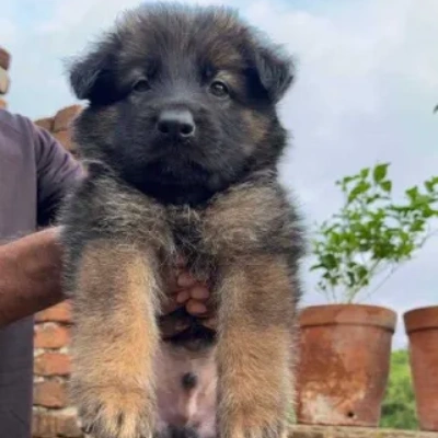 German Shepherd Price in Noida | German Shepherd Puppies for sale in Noida