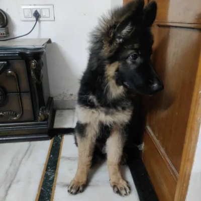 German Shepherd Price in Surat | German Shepherd Puppies for sale in Surat