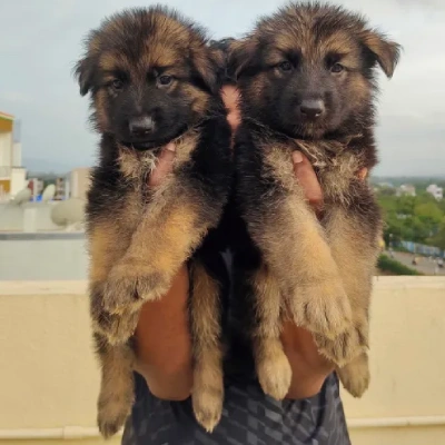 German Shepherd Price in Noida | German Shepherd Puppies for sale in Noida