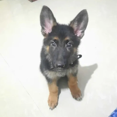 German Shepherd Price in Nashik | German Shepherd Puppies for sale in Nashik