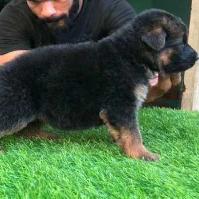 German Shepherd Price in Delhi | German Shepherd Puppies for sale in Delhi