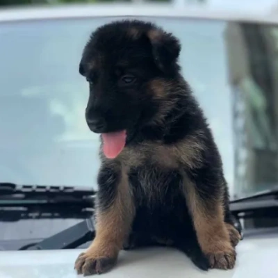 German Shepherd Price in Noida | German Shepherd Puppies for sale in Noida