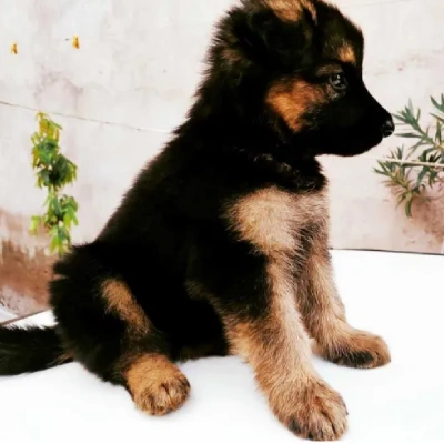 German Shepherd Price in Noida | German Shepherd Puppies for sale in Noida