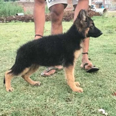 German Shepherd Price in Pune | German Shepherd Puppies for sale in Pune