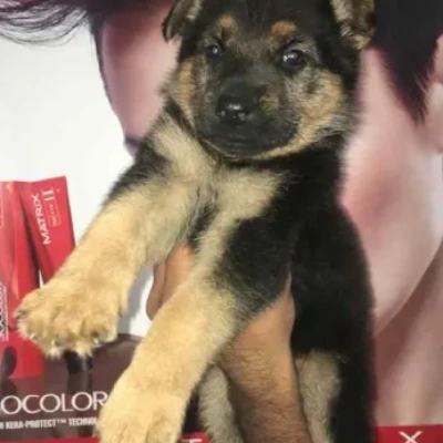 German Shepherd Price in Noida | German Shepherd Puppies for sale in Noida