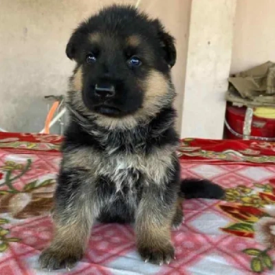 German Shepherd Price in Noida | German Shepherd Puppies for sale in Noida
