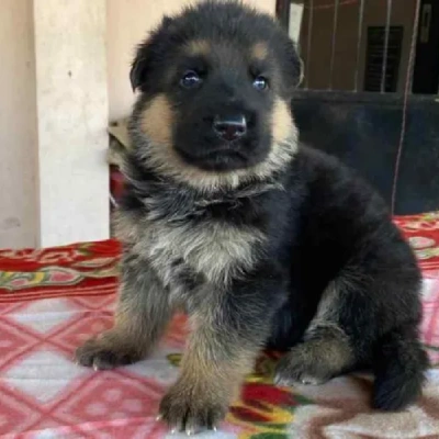 German Shepherd Price in Bangalore | German Shepherd Puppies for sale in Bangalore