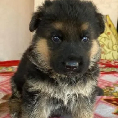 German Shepherd Price in Nashik | German Shepherd Puppies for sale in Nashik