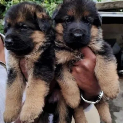 German Shepherd Price in Nashik | German Shepherd Puppies for sale in Nashik