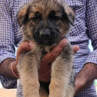 German Shepherd Price in Nashik | German Shepherd Puppies for sale in Nashik
