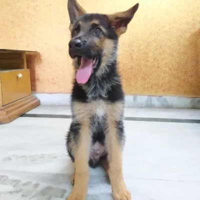 German Shepherd Price in Chennai | German Shepherd Puppies for sale in Chennai