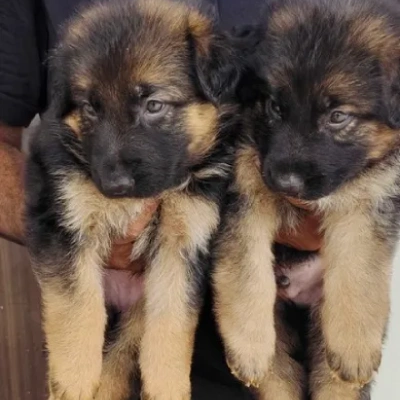 German Shepherd Price in Delhi | German Shepherd Puppies for sale in Delhi