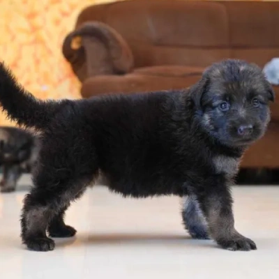 German Shepherd Price in Noida | German Shepherd Puppies for sale in Noida