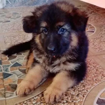 German Shepherd Price in Bangalore | German Shepherd Puppies for sale in Bangalore