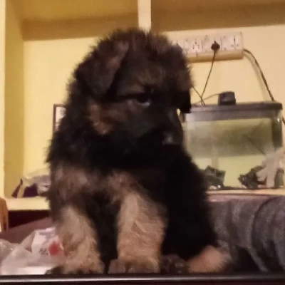 German Shepherd Price in Chennai | German Shepherd Puppies for sale in Chennai