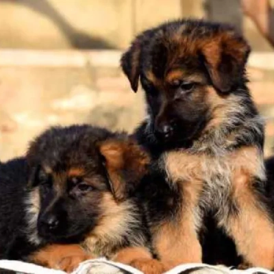 German Shepherd Price in Chennai | German Shepherd Puppies for sale in Chennai