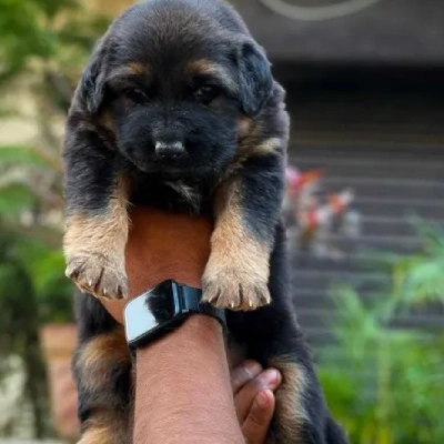 German Shepherd Price in Nashik | German Shepherd Puppies for sale in Nashik
