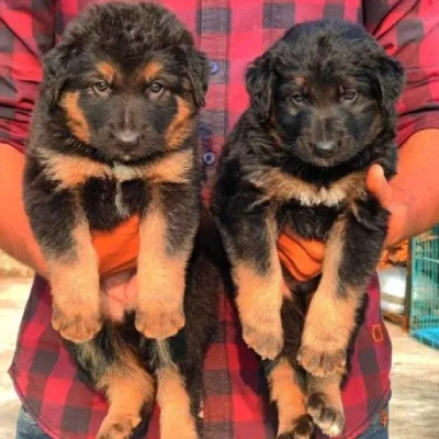 German Shepherd Price in Pune | German Shepherd Puppies for sale in Pune
