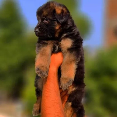 German Shepherd Price in Surat | German Shepherd Puppies for sale in Surat