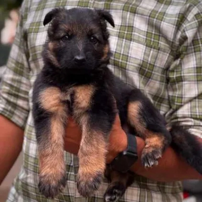 German Shepherd Price in Noida | German Shepherd Puppies for sale in Noida