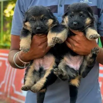 German Shepherd Price in Noida | German Shepherd Puppies for sale in Noida