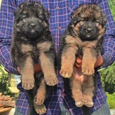 German Shepherd Price in Nashik | German Shepherd Puppies for sale in Nashik