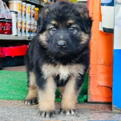 German Shepherd Price in Noida | German Shepherd Puppies for sale in Noida