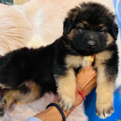 German Shepherd Price in Bangalore | German Shepherd Puppies for sale in Bangalore