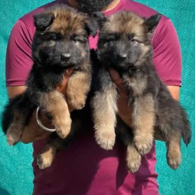 German Shepherd Price in Delhi | German Shepherd Puppies for sale in Delhi