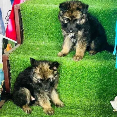 German Shepherd Price in Chennai | German Shepherd Puppies for sale in Chennai