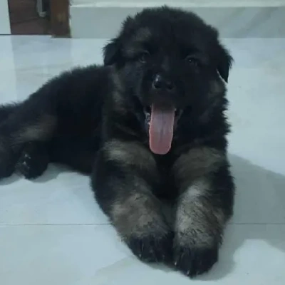 German Shepherd Price in Nashik | German Shepherd Puppies for sale in Nashik