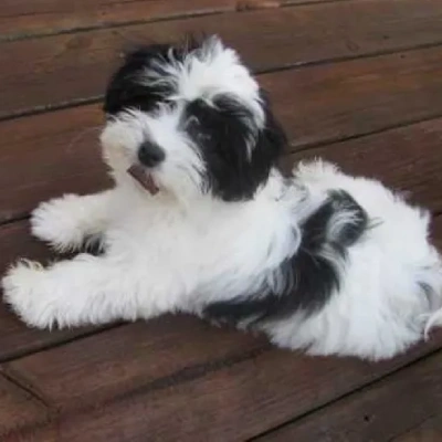Havanese Price in Surat | Havanese Puppies for sale in Surat