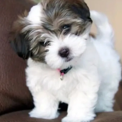 Havanese Price in Surat | Havanese Puppies for sale in Surat