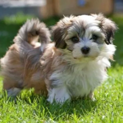 Havanese Price in Surat | Havanese Puppies for sale in Surat